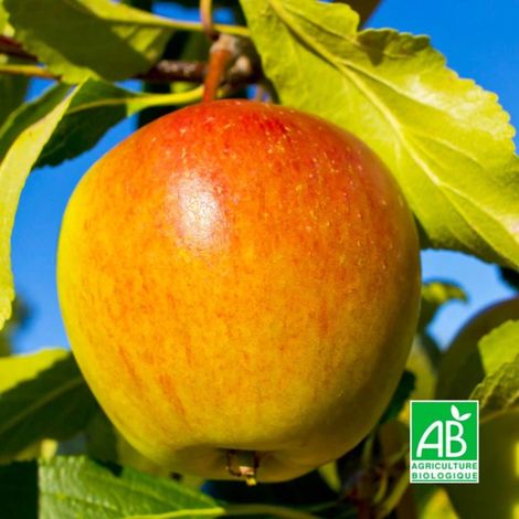 Pommier 'Cox Orange Pippin' BIO (Malus domestica 'Cox Orange Pippin') (1/3)