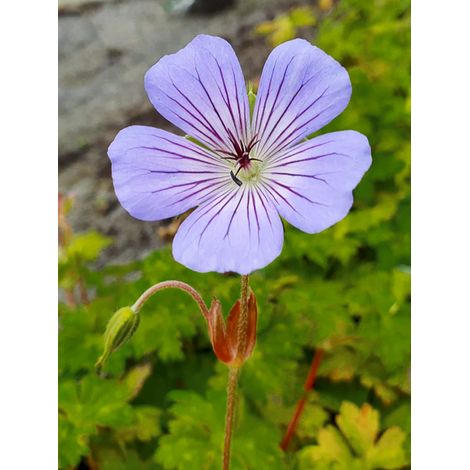 Géranium vivace 'Magical All Summer Joy' Godet de 8/9 cm (1/2)