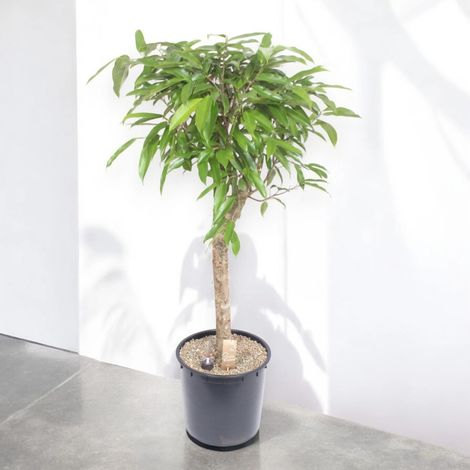 Gardenaria Ficus binnendijkii 'Amstel king' - Pianta da interno ornamentale - Altezza: 130 cm (vaso 30) (1/5)