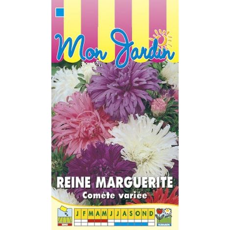 Reine Marguerite Comète géante variée - 0,8g
