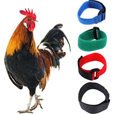 Collier Anti-Cri Pour Coq - Nylon Réglable - 20 cm - Convient Aux Poules Et Coqs - Lot De 2 (1/5)