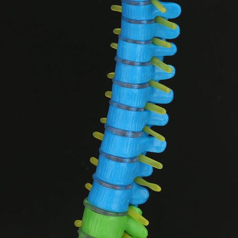 Modèle de colonne vertébrale humaine flexible grandeur nature avec bassin et fémur, 45 cm - Anatomie détaillée et colorée