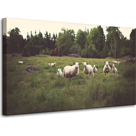 Lienzo impreso Naturaleza Ovejas en el pasto 100x60