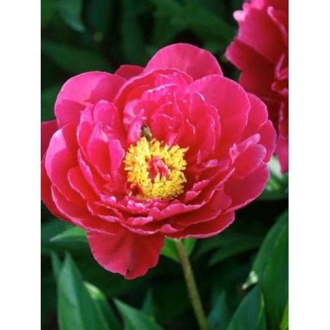Pivoine de Chine 'Louis Van Houtte' Pot de 3L/4L