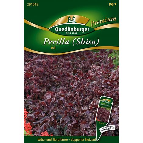 Quedlinburger Saatgut – Périlla (shiso) rouge – Graines d'herbes aromatiques, grandes feuilles rouges ondulées, hauteur env. 50 cm