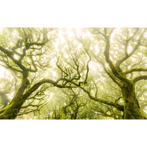 Papier peint panoramique naturel,romantique Feu Vert (1/4)