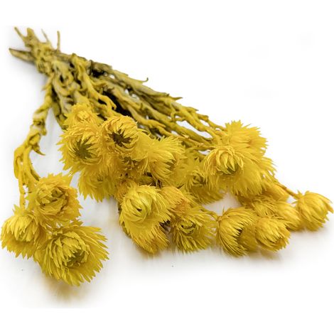 Fiore di paglia del Capo - Phaenocoma prolifera - (Fiore di paglia del Capo) - Giallo (1/5)