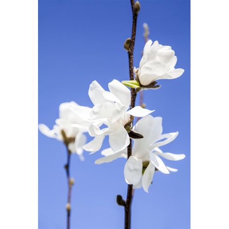 Sternmagnolie 'Waterlily' Magnolia stellata 'Waterlily' 5 L 40- 60 (1/5)