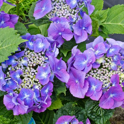 Hortensia Teller Bleu – Hydrangea macrophylla – Pot 3L – Arbuste persistant – Hauteur 30/35 cm – Floraison printanière – Plein soleil à mi-ombre