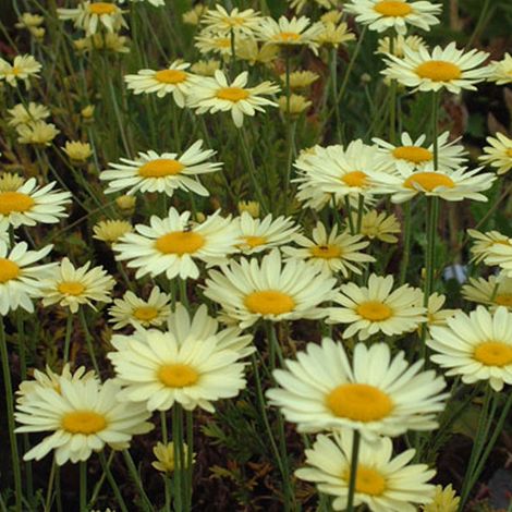 4 x Œil de bœuf  - Anthemis hybrida 'E.C. Buxton'  - godet 9x9