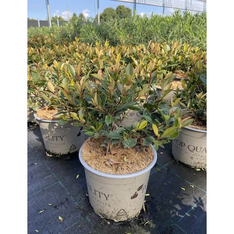 Gardenaria Photinia fraseri 'Chico' - Arbusto ornamentale da giardino - Altezza: 50/70 cm (vaso19) (1/3)