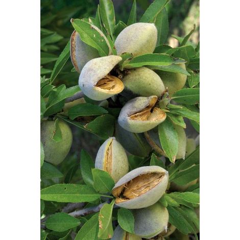 Vivaio Garden Forest – Amandier en pot 24cm – Arbre fruitier autofertile – Hauteur à maturité 3m – Exposition ensoleillée – Floraison tardive fin septembre