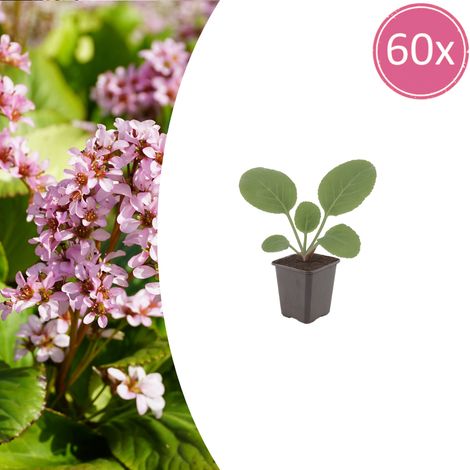 Lot de 60 Bergenia cordifolia Plante des Savetiers Couvre-sol Persistant Rose Pot Ø9cm 10-25cm - PANGIVO (1/5)