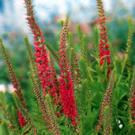 4 x Véronique en épis  - Veronica spicata 'Rotfuchs'  - godet