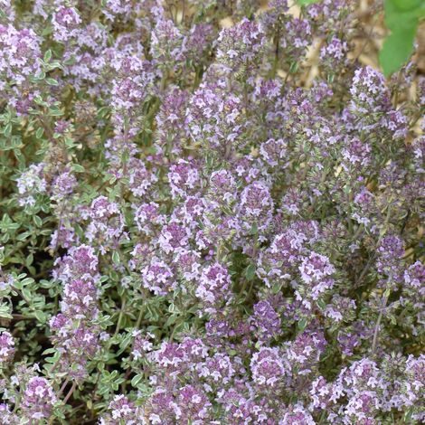Thymus vulgaris Silver Posie - Thym Silver Posie - Thym argenté le sachet de 1000 graines (1/2)