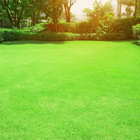Gazon À Semer Haute Couverture 500g (15–20 m²) – Pousse Rapide Pelouse Rustique Vert Vif pour Ombre et Zones Fraîches – Semence Résistante (1/5)