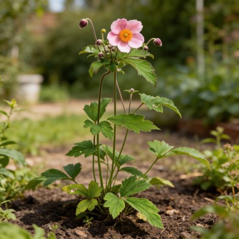 Anémone hupehensis September Charm 20cm Godet 9cm - Anemone (1/4)