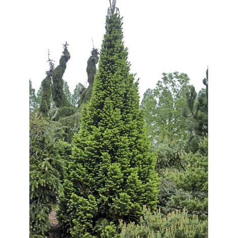 Sapin blanc 'Pyramidalis' Pot de 7,5L/10L