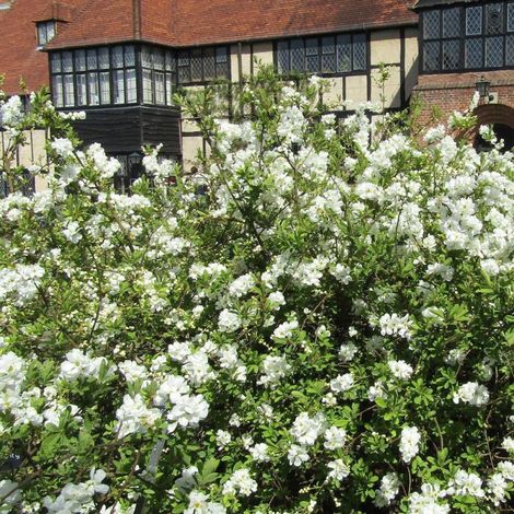 Arbre aux perles The Bride, Exochorda, Exochorde/Pot de 3L - 20/40 cm