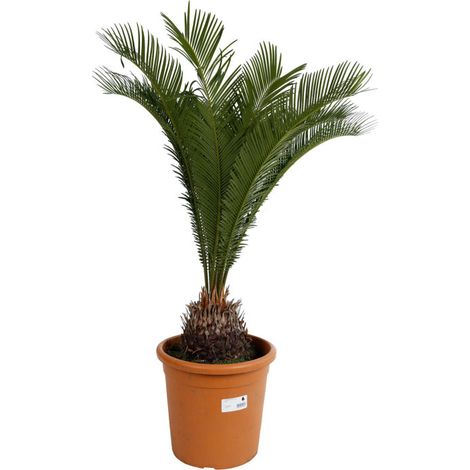 Cycas Cycas revoluta Pot 9L