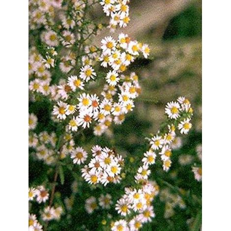 Aster ericoides 'Herbstmyrte' Godet de 8/9 cm (1/2)