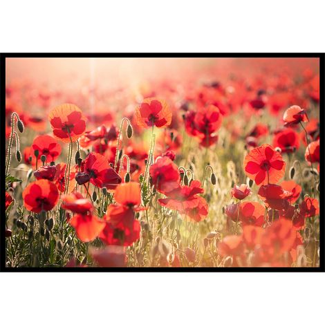 Affiche encadrée champ de coquelicots lumineux