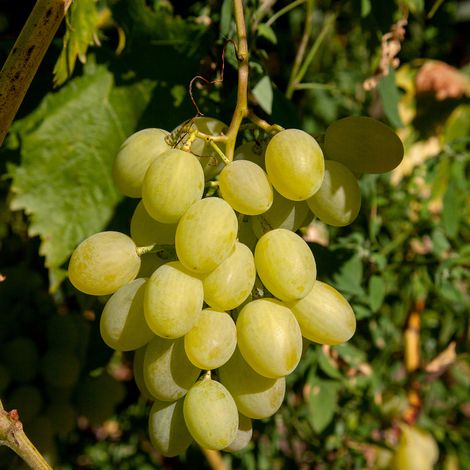Pied de vigne Phoenix Blanc - Vitis Phoenix 60 cm Pot 15,5cm