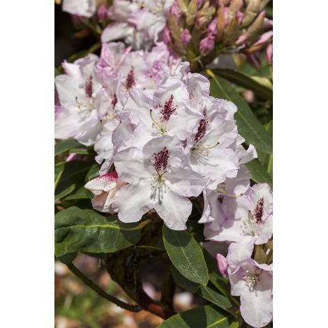 Rhododendron-Hybride 'Gudrun' Rhododendron Hybr.'Gudrun' C 5 30- 40