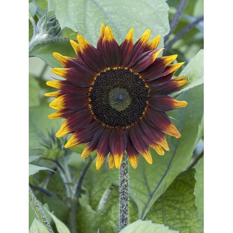Soleil, Tournesol 'Schock-o-Lat F1' le sachet de 25 graines