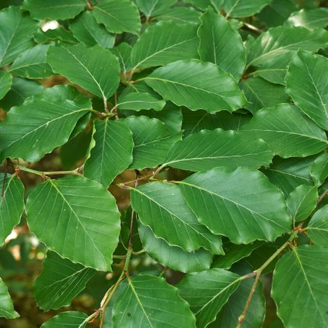 Hêtre commun, Hêtre vert - Fagus sylvatica 60cm Racines nues (1/2)
