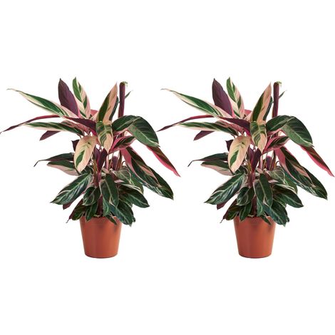 Bloomique - Lot de 2 - Calathea Triostar - Plante paon - Plantes d'intérieur - Purificateur d'air - Convient aux animaux - Hauteur 40-60 cm - Pot de 19 cm