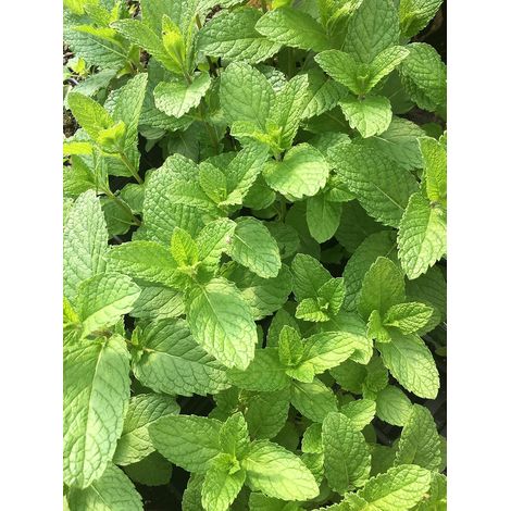 2000 Graines de Menthe Poivrée et Menthe Verte Mélange – Semences Aromatiques Héritage Non OGM – Plante Vivace Facile à Cultiver (1/5)