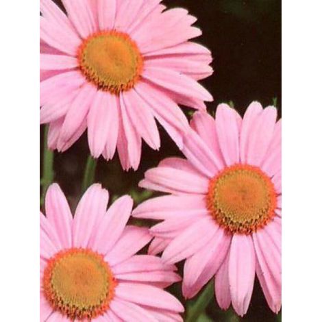 Pyrèthre 'Robinson's Pink' Godet de 8/9 cm
