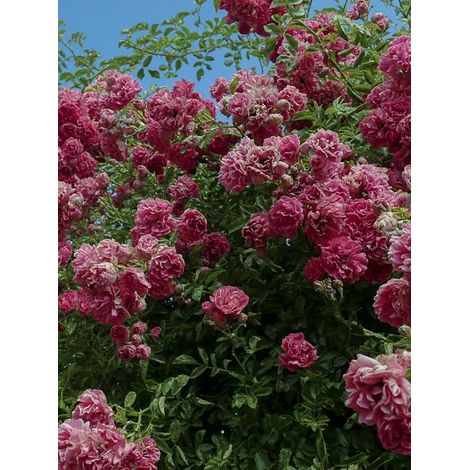 Rosier liane 'Excelsa' Pot de 4L/5L