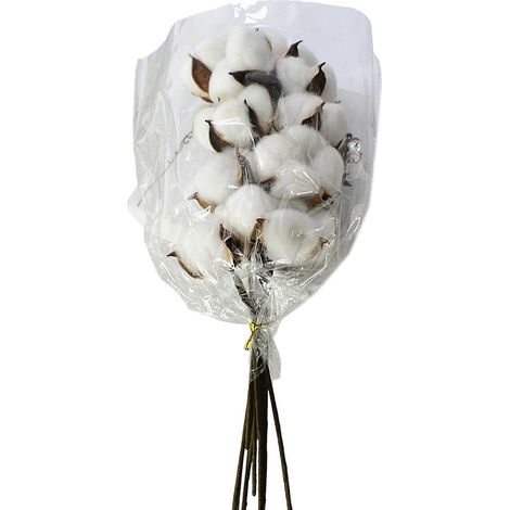 Bouquets de coton séché naturel ensemble de 10 tiges composition florale pour mariages décorations saisonnières et de fêtes blanc. (1/4)