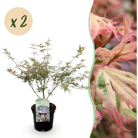 Érable du Japon Acer palmatum Iyoshi - Lot de 2 Plantes de Terrasse - Pot 19 cm - Hauteur 70 cm - PANGIVO (1/5)