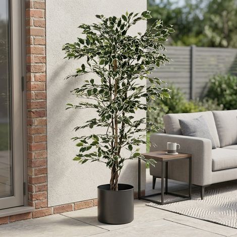 Realistic Variegated Ficus Potted Tree (1/2)
