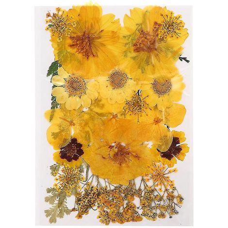 15 pièces de fleurs séchées
