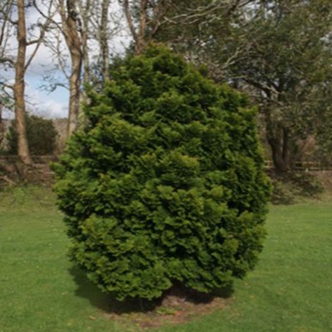 Faux cyprès du Japon 'Nana Gracilis' (Chamaecyparis obtusa 'Nana Gracilis')