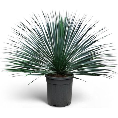 Yucca Rostrata Blue Blue – Palmlellie – 100 cm – Plante