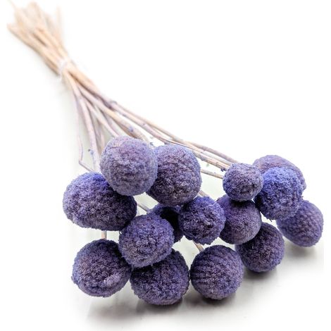 Craspedia seca - (Craspedia Extra) - Lavanda - ramo de 15