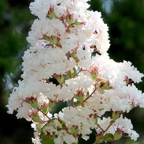 LAGERSTROEMIA INDICA BIANCA FOGLIAME ROSSO VASO 18CM