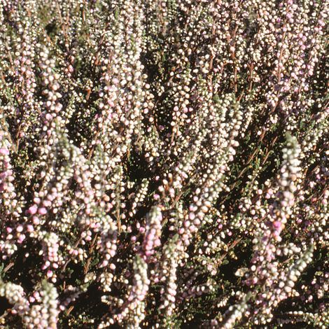 Erica darleyensis White Glow - Bruyère d'hiver Godet de 8/9 cm