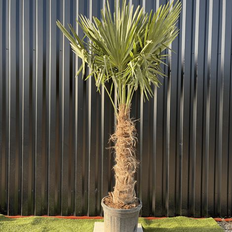 Palmier Trachycarpus Fortunei Tronc De 80/100 Cm, H.220 Cm Pot 55 Litres (1/3)