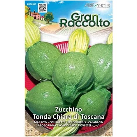 Zucchino Tonda chiara di Toscana Gran Raccolto
