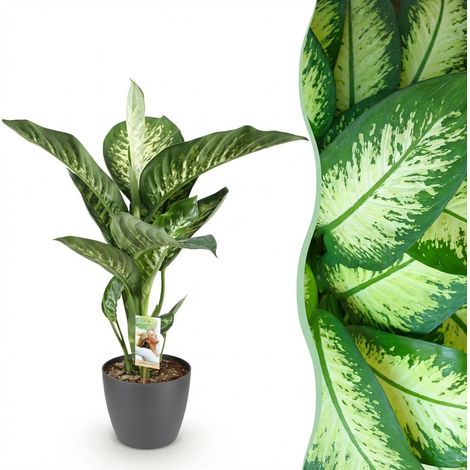 Dieffenbachia Tropic Snow - Plante d'intérieur avec Pot Gris - Feuillage Panaché - 90-100 cm - PANGIVO (1/5)