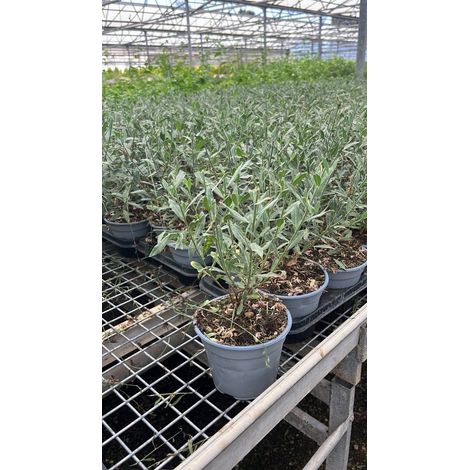 Oenothera Lindheimeri Alba - Enotera / Gaura - vaso 14 cm (1,5 L)