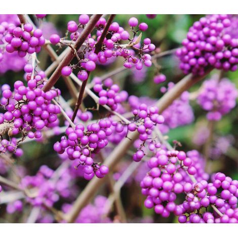 Callicarpa bodinieri - L'incanto di Bodinier - alveolo forestale (1/2)