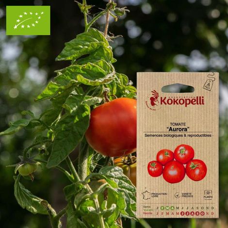 Tomate Aurora- Graines bio à semer