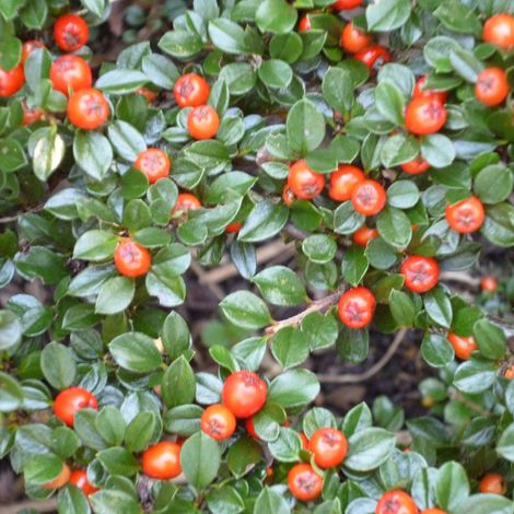 Cotonéaster radicans 'Eichholz' - 20-30 cm pot
